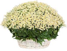 Цветочная композиция из Ромашки в корзине #REPLACE_PRED# Белице